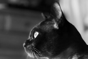 Lucky Omens – Black Cats