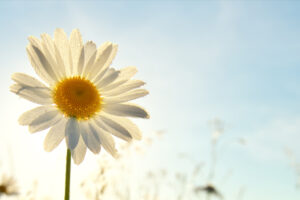 Tarot – The Sun – Conscious Blessings